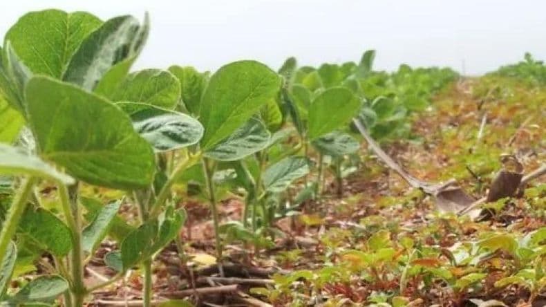 Se viene la siembra de soja: Cómo elegir el herbicida pre-emergente