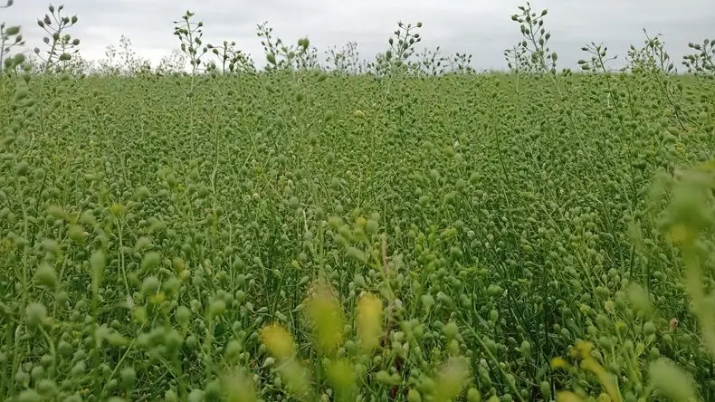 Siembra: Cuáles son los cultivos alternativos el el inicio del nuevo ciclo agrícola