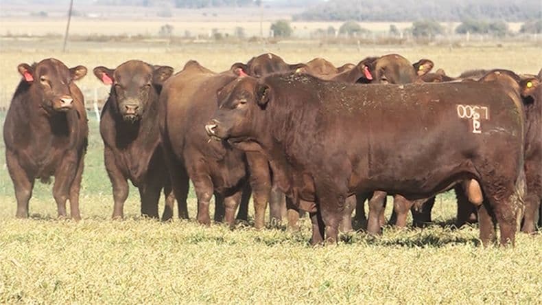 Entre sequía y desatenciones, vuelve a caer el stock ganadero