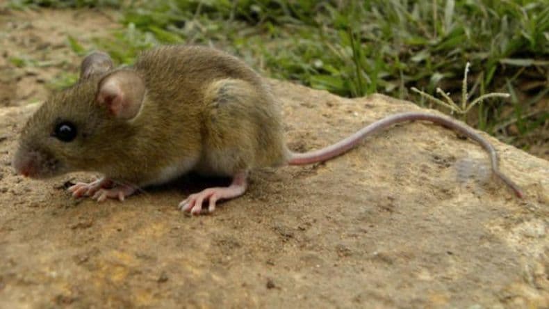 Alerta Hantavirus: un hombre de Arrecifes permanece internado en el Hospital San José