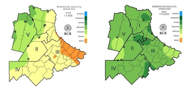 Maíz temprano, en la recta final: la lluvia define si se sostienen los rindes