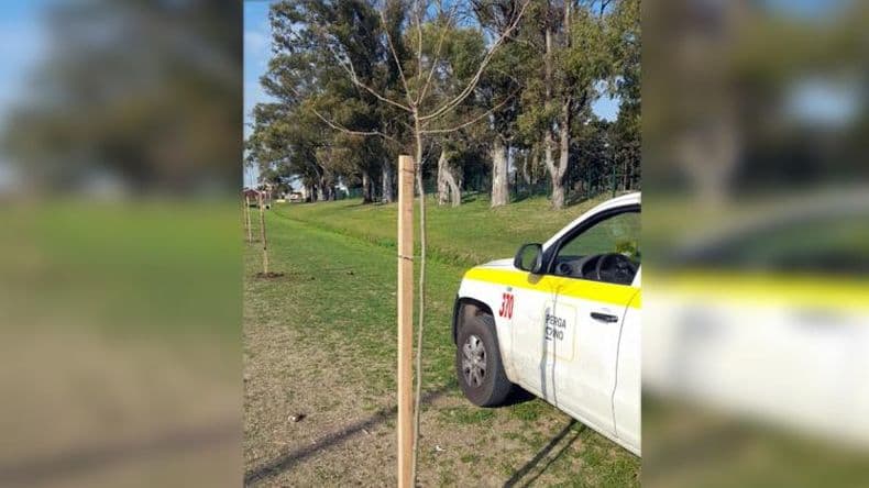 En plena etapa de forestación, la ciudad tiene una imagen distinta con el nuevo arbolado