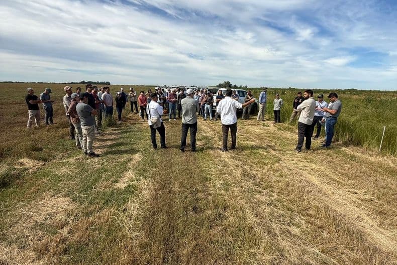 Con foco en raigrás resistente, el INTA Pergamino organizó una Jornada de malezas