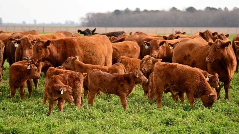 Ganadería: el Gobierno refuerza el rumbo desregulador apostando a más libertad