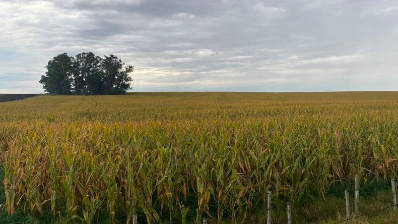 La sequía ya pasa factura: estiman pérdidas por casi US$ 3.500 millones en granos