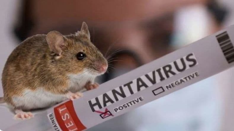 El brote de Hantavirus en un crucero volvió a encender las alarmas: ¿Cuál es la situación en Argentina?