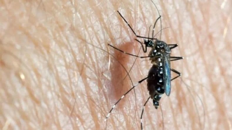 Alerta por el Dengue: médicos proponen un plan para evitar una epidemia