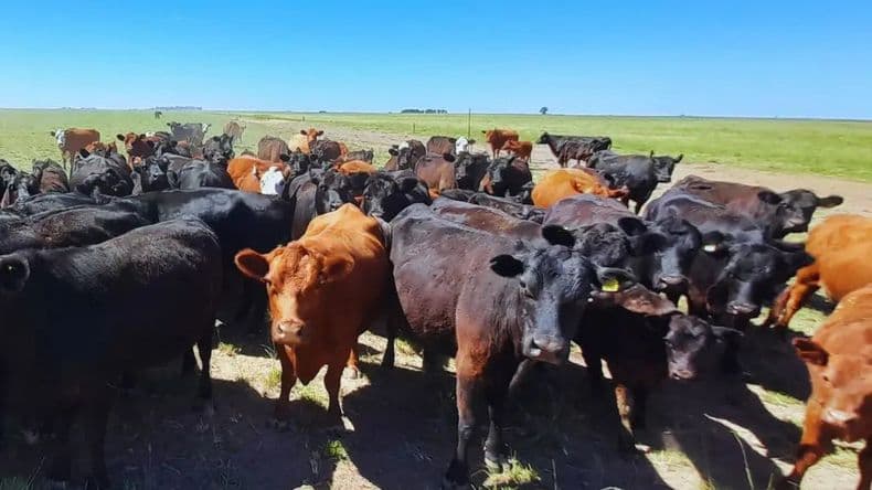 Exportación de carne en un momento clave: demanda firme y mercado en alza