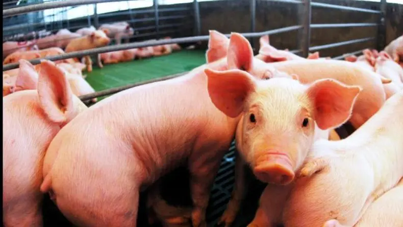 Eliminan derechos de exportación en productos agroindustriales