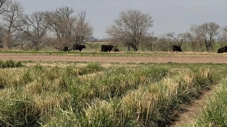 Pasturas para todos los ambientes