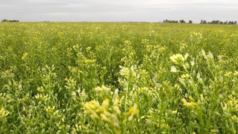 En el Congreso Aapresid se mostrarán todos los beneficios del cultivo de Camelina