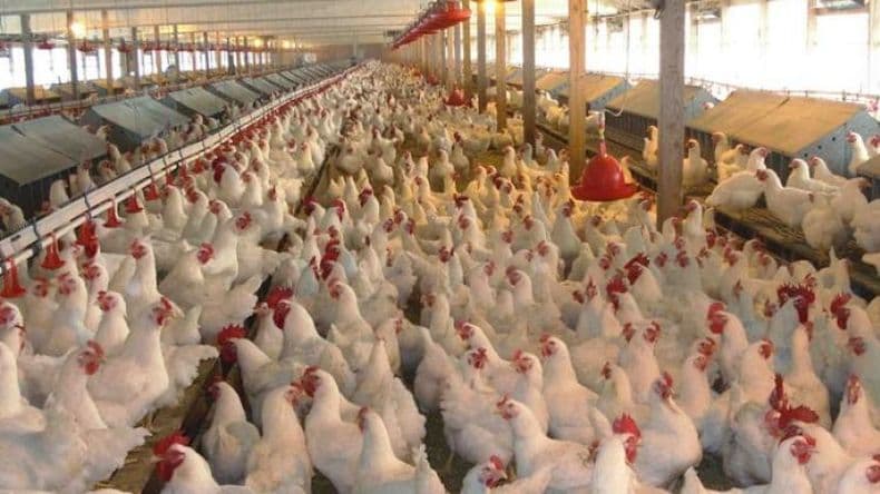 La avicultura lidera el consumo de proteína animal en Argentina