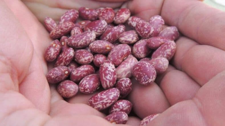 El Gobierno hará un mayor control sobre productores que hagan uso propio de las semillas