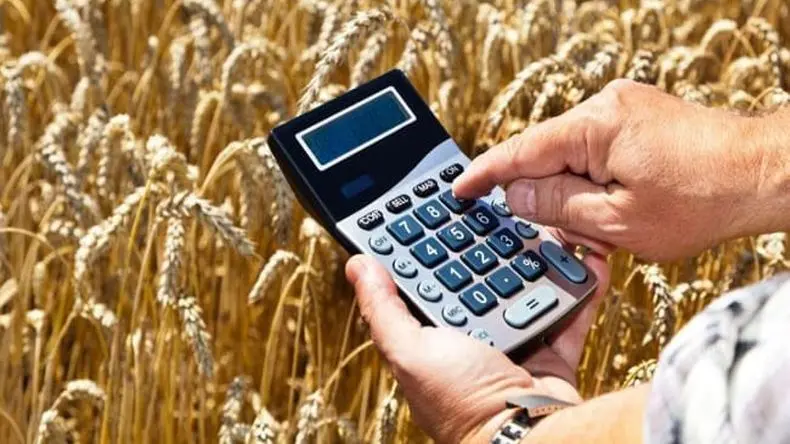 INTA Pergamino: El trigo fue el cultivo invernal más rentable del ciclo 2024/25