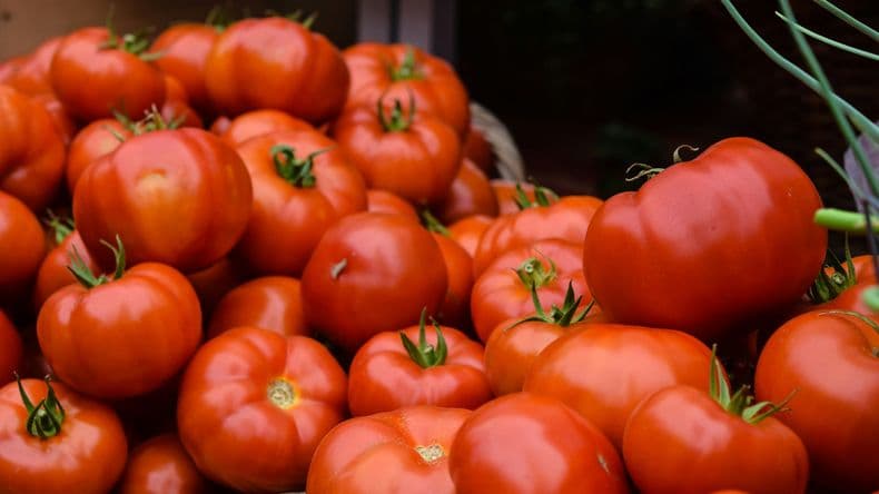 ¡Del Tomate! Llega la 4ª edición del festival que convierte a Mendoza en el epicentro mundial del tomate