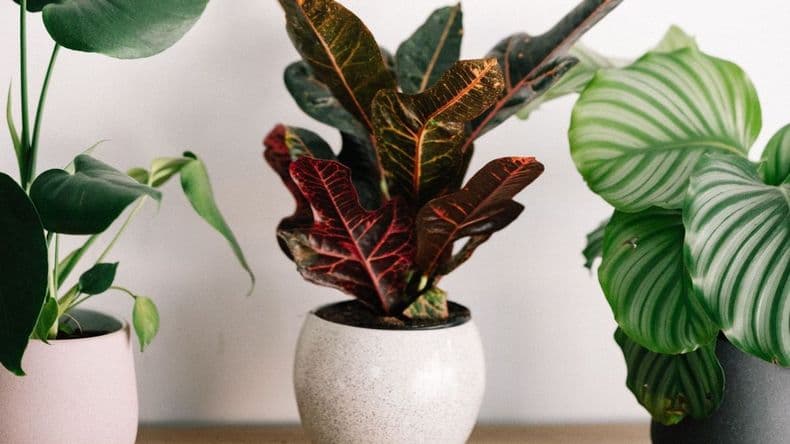 Las plantas que dominan la decoración de interiores en 2026 y casi no requieren cuidados