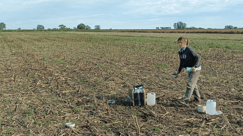 Cultivos: Intensificación agrícola. Cómo mejorar los suelos según FAUBA