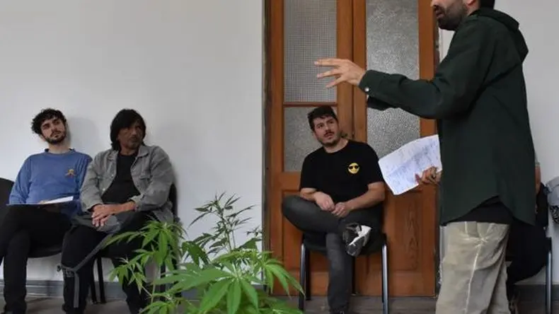Cannabis medicinal: saber cultivar para sanar