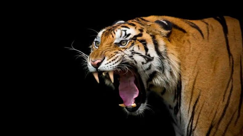 Animales de poder: amigos espirituales en nuestra vida cotidiana