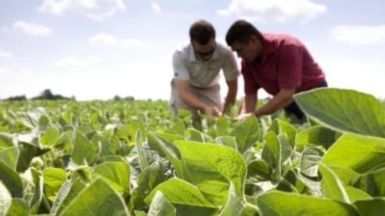 La sequía cambia la dinámica de insectos y favorece su presencia en soja y maíz