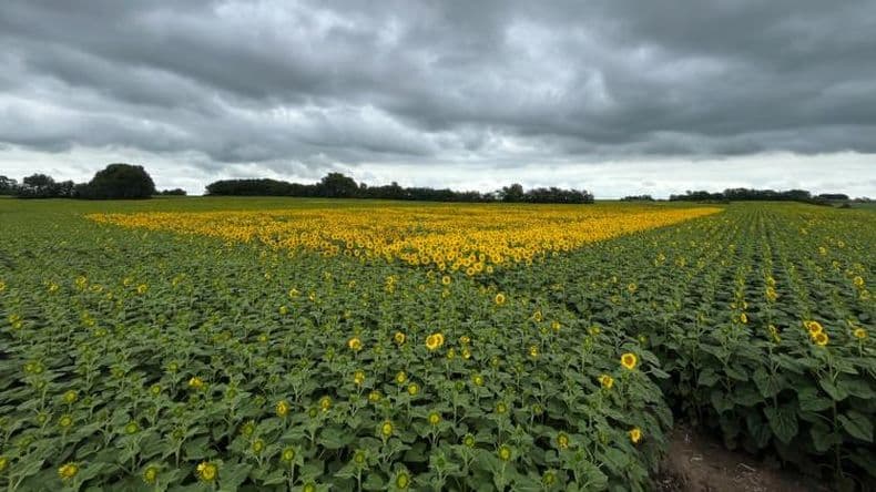 El regreso del girasol el norte bonaerense