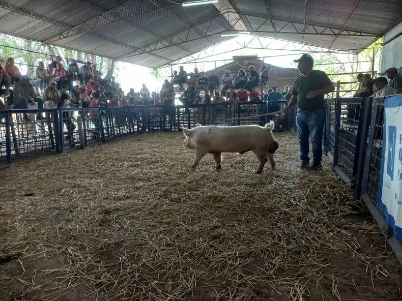 Chañar Ladeado tendrá la 53º Fiesta Nacional del Porcino