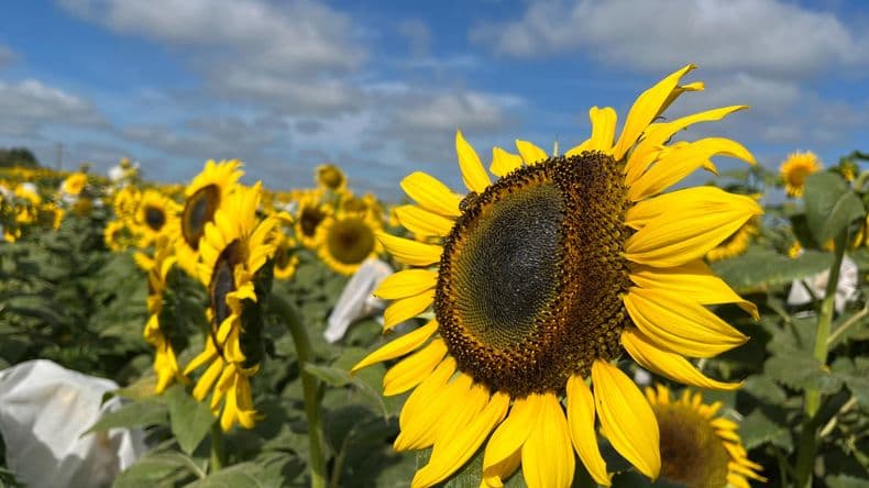 En el mercado de harinas vegetales de Argentina, el girasol se lleva todas las miradas