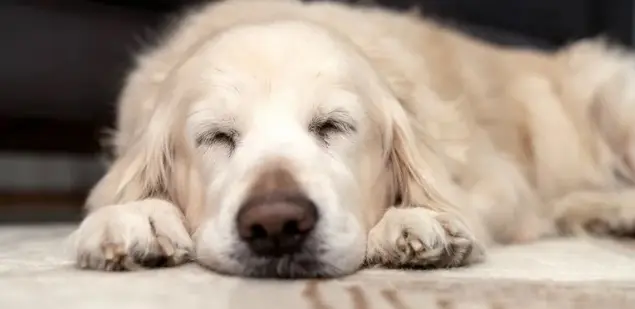 Día Mundial del Perro: ¿por qué se celebra hoy?