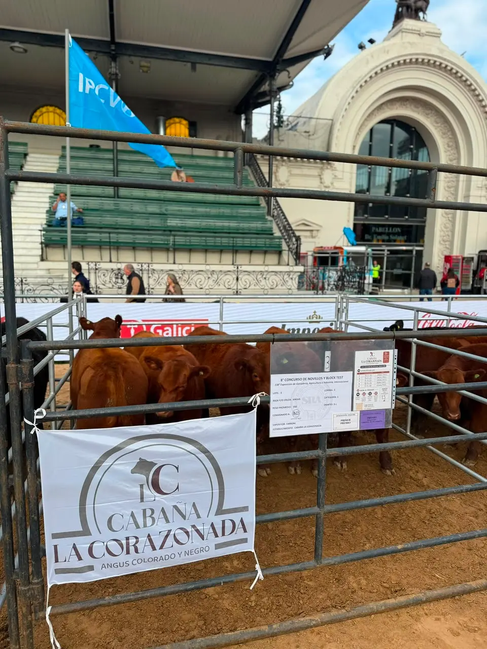Una cabaña de reproductores Angus de Acevedo fue premiada en la Rural de Palermo