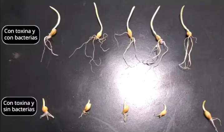 Científicas argentinas hallaron una bacteria que podría convertirse en una nueva herramienta contra el Fusarium