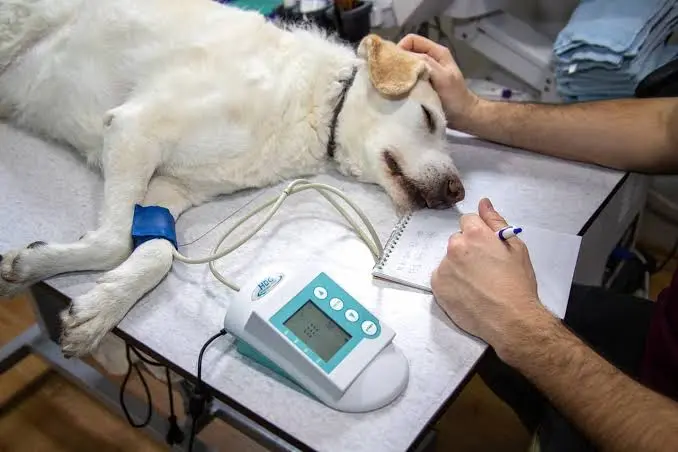 Reclaman al Municipio de Ramallo que implemente un sistema de veterinarias de guardia