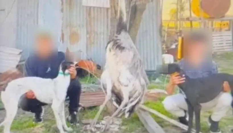Cacería de un ñandú en un campo: la Patrulla Rural realizó allanamientos en los domicilios de dos sospechosos de Ramallo