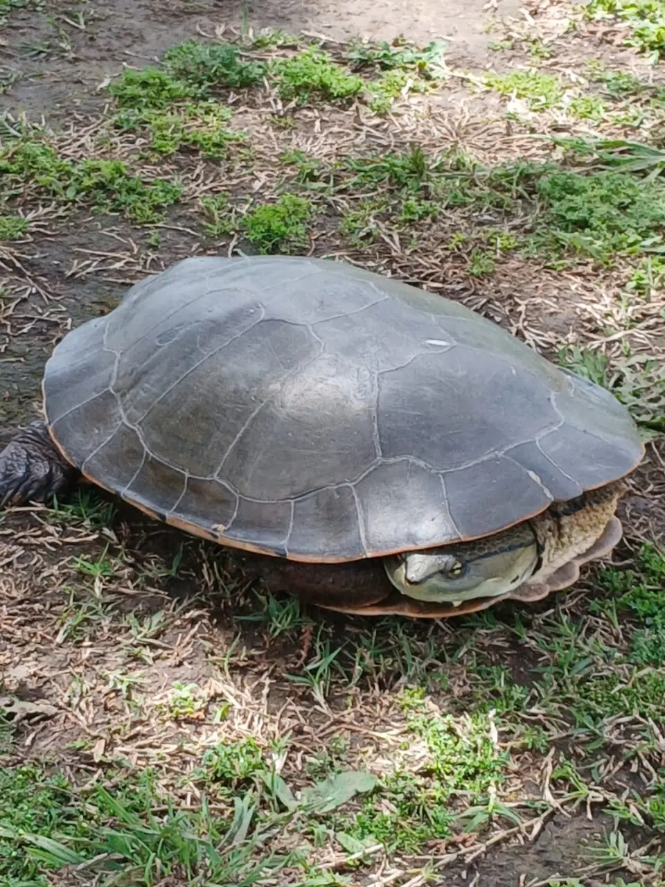 San Nicolás: Una enorme tortuga de laguna sorprendió por su tamaño en el EcoParque