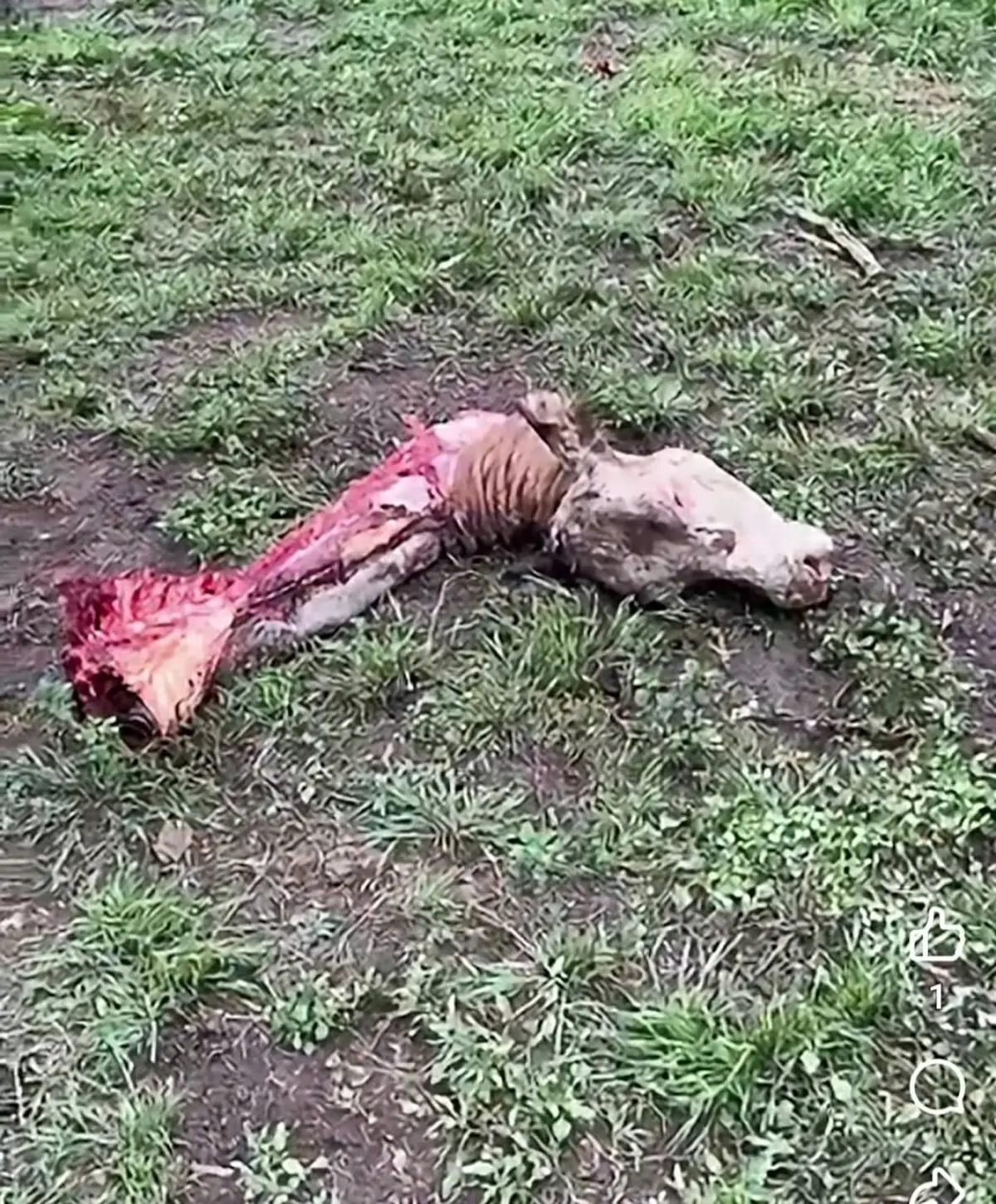 Abigeato en Ramallo: le robaron siete terneros y faenaron tres vacas preñadas
