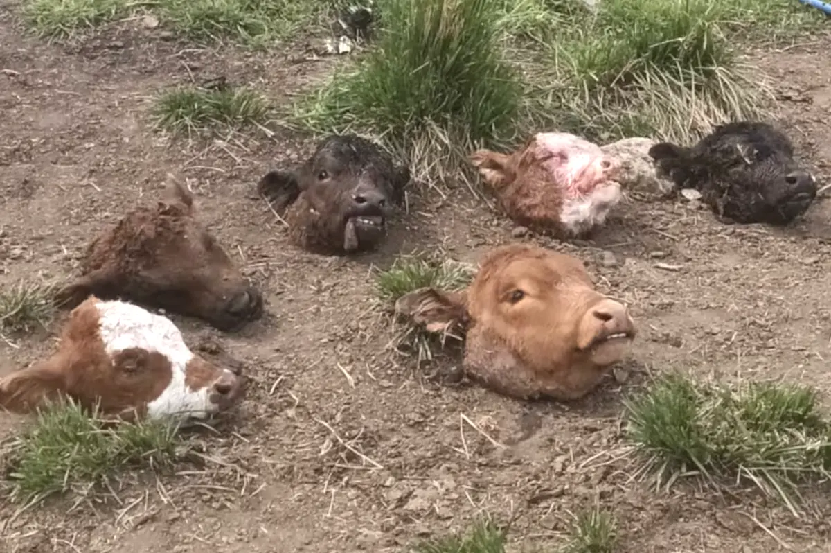 Dos ataques en 30 días, 34 animales faenados y una decisión: el productor de Olavarría que se va del campo