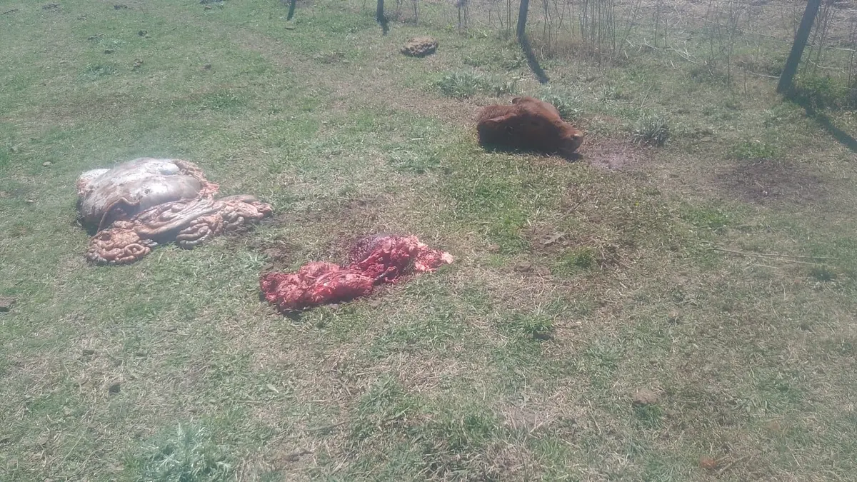 Mataron y faenaron cuatro terneras en un campo de la zona rural de la ruta nacional 178