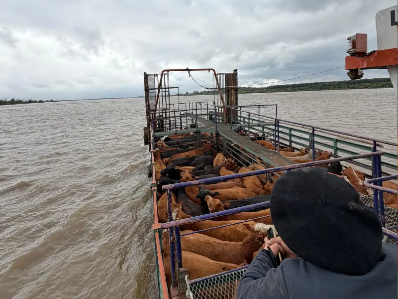 Ramallo: Creciente del Paraná, trabajan contrarreloj para sacar la hacienda de las islas