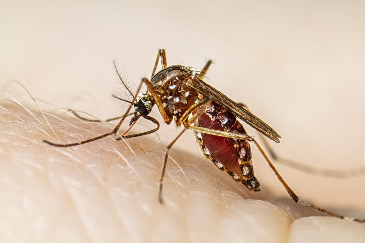 San Nicolás: El Niño podría favorecer una mayor presencia de mosquitos y elevar el riesgo de dengue en la región